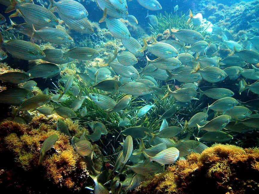 From Nice: Villefranche Bay Swimming & Snorkeling Boat Tour - Villefranche Bay swim stop: calm water, rocky seabed, real snorkeling time