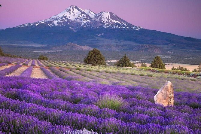 Nice: Gorges of Verdon and Fields of Lavender Tour - How the Guides Turn a Sightseeing Day Into a Real Experience