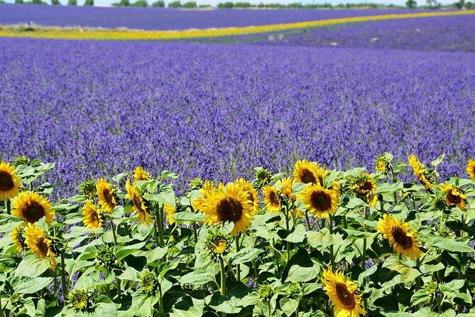 Nice: Gorges of Verdon and Fields of Lavender Tour - Price and Value: Is $125 Worth It From Nice?