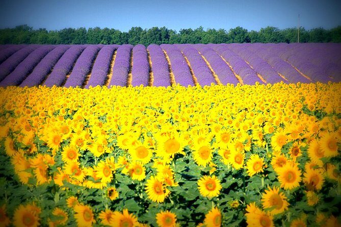 Nice: Gorges of Verdon and Fields of Lavender Tour - Should You Book This Gorges du Verdon and Lavender Tour?