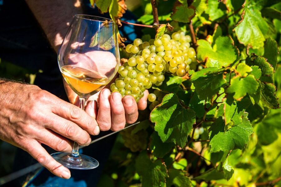 Nice: Provence Village Tour with Wine and Produce Tasting - Gourdon’s Castle Views and André Le Nôtre Garden Design