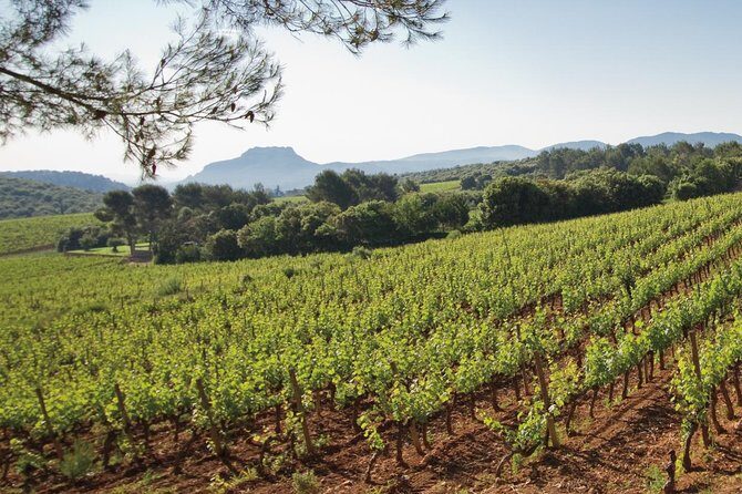 Provence Wine Tour - Private Day Tour from Nice - Stop 2 at Chateau Font du Broc: Argens valley views and organic cellar energy