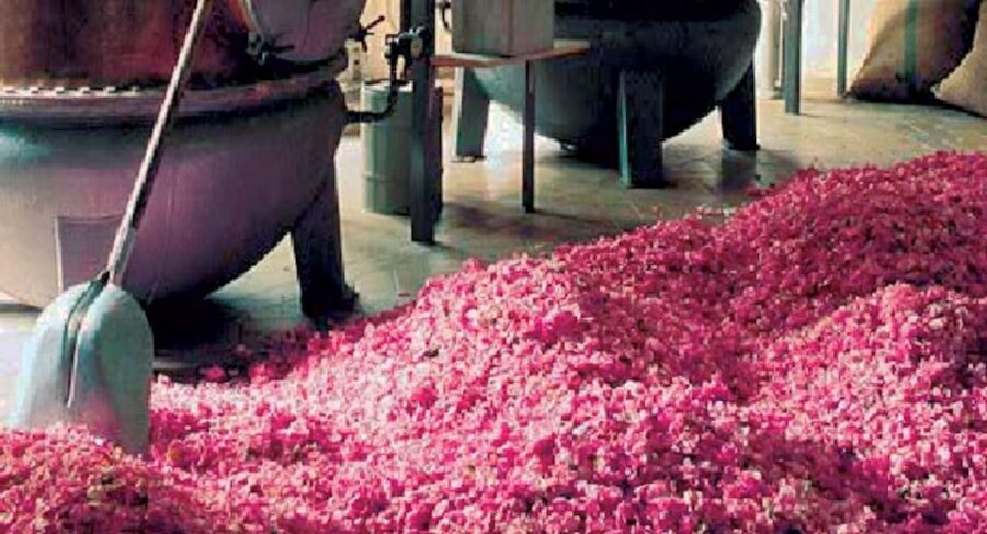 West Coast and Country Side full day Tour - Grasse: the perfume capital (with a factory option or old-town time)